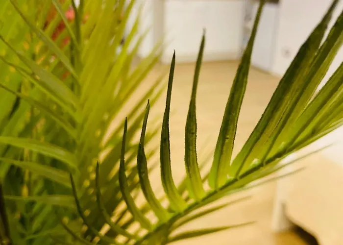 Viva La Vida Hospitality - * 巴里